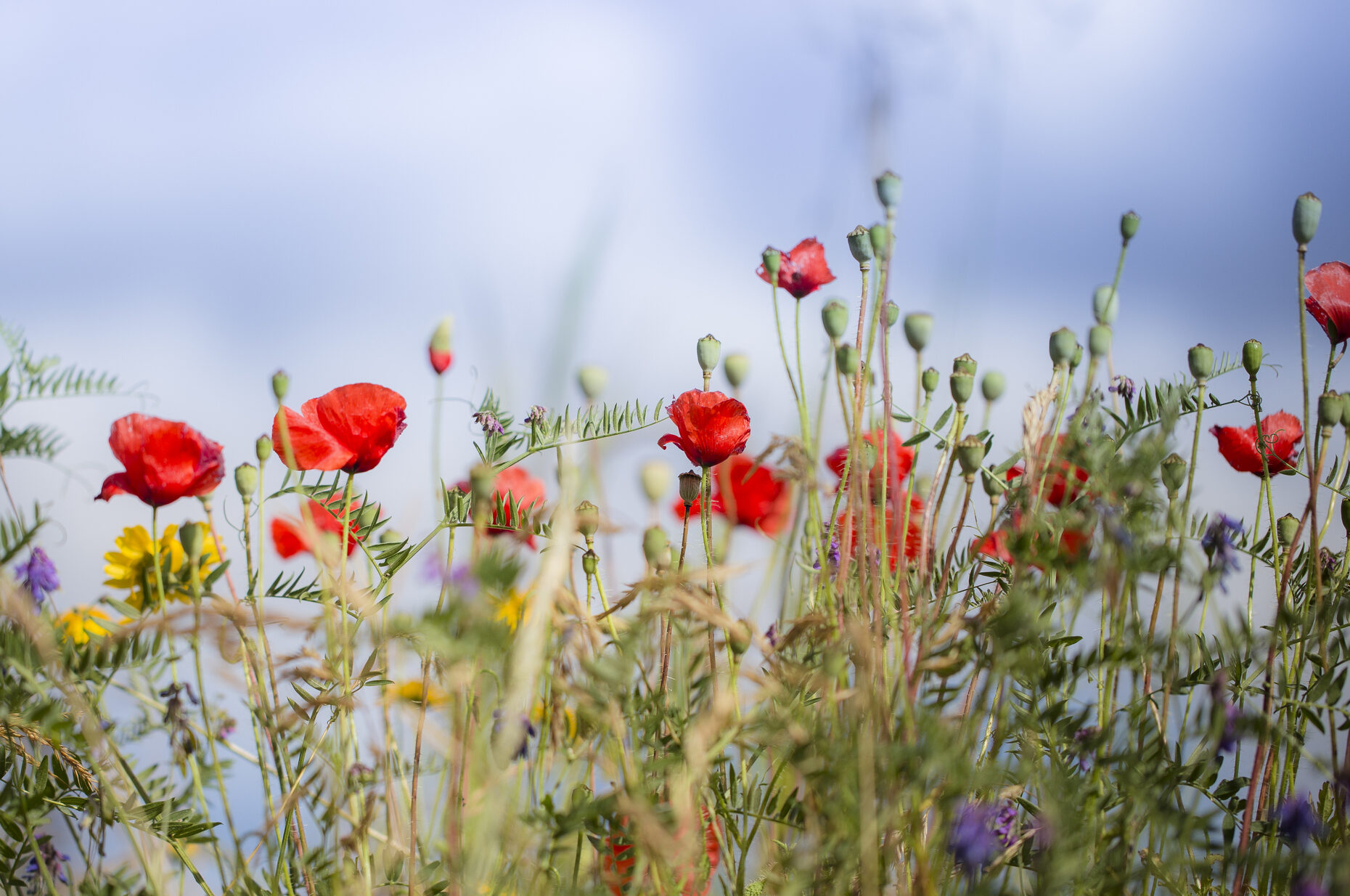 Blomsteräng